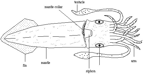The diagram above shows the location of all external features of the common squid.