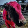 Christy Hayter profile image