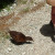 Weka cadging a biscuit! Weka cadging a biscuit!