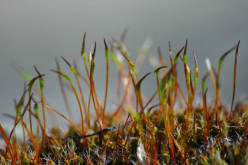 Bryophytes: It's Definition, Classes, Characteristics and Importance