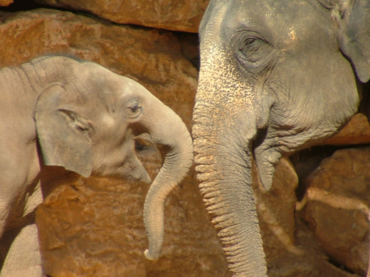 Mother and Baby! Asian Elephants are some of the closest living relatives of the Wooly Mammoth. Impressive creatures, aren't they?