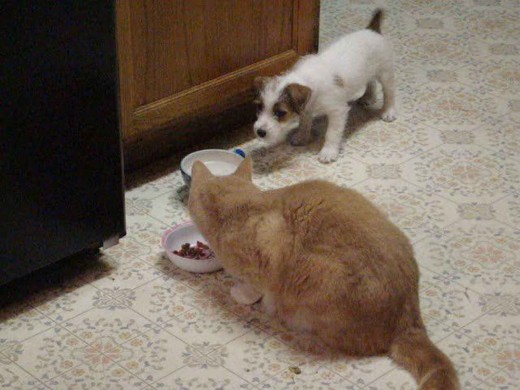 Lola's playmate