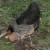 During the day, we let them out through the main door (opposite their chicken run) and they free range with all the other poultry. During the day, we let them out through the main door (opposite their chicken run) and they free range with all the other poultry.