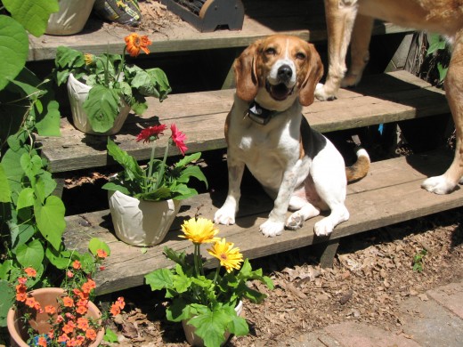 Colorful flowers in pots cheer up a stairway - just ask George, our Beagle!