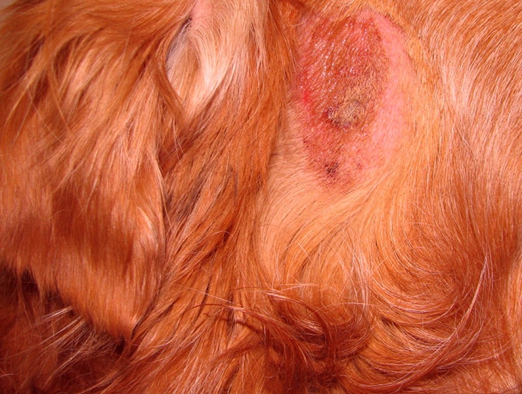 Flea bites on dogs | HubPages