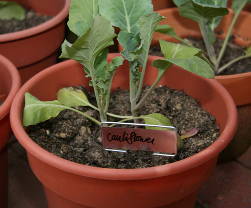 container gardening pictures