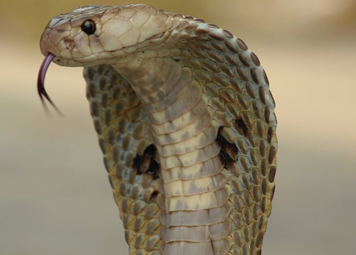 Indian Spectacled Cobra.  This is one of the most  venomous snake in India