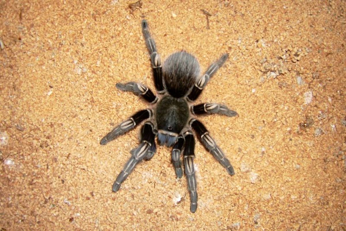 There are approximately 800 species of tarantula.