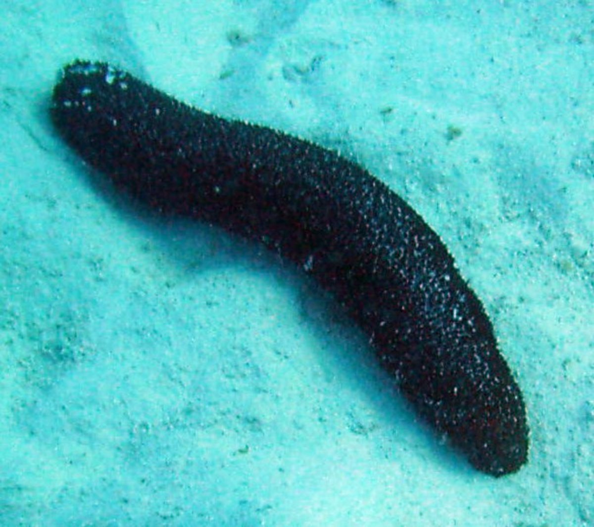 A seas cucumber is an echinoderm.  