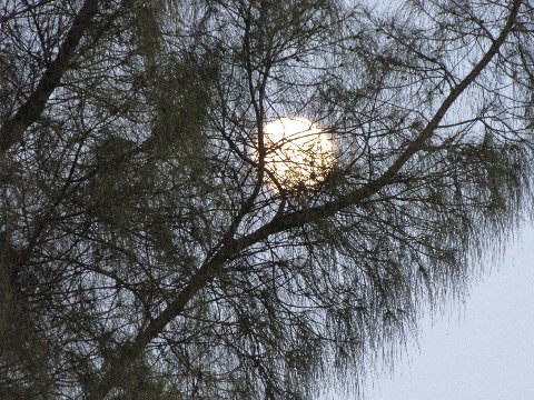 Moon gliding through Pine trees
