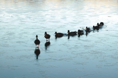 Even though leadership plays a huge role in society, many people do not truly understand what leadership means.