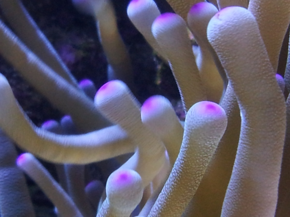 Anemone Care for Saltwater Aquariums