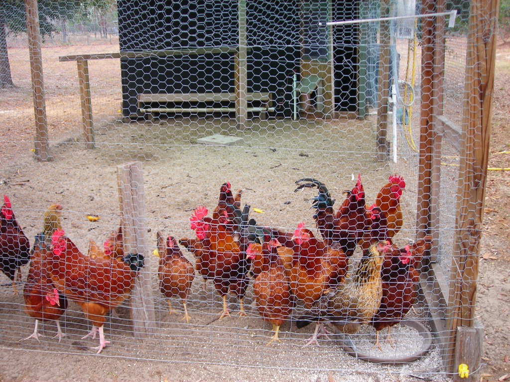 Raising Chickens for Dummies First Time Chicken Owner Tips