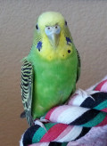 Is Your Home Bird Proof? Create a Safe Environment for Your Parakeet