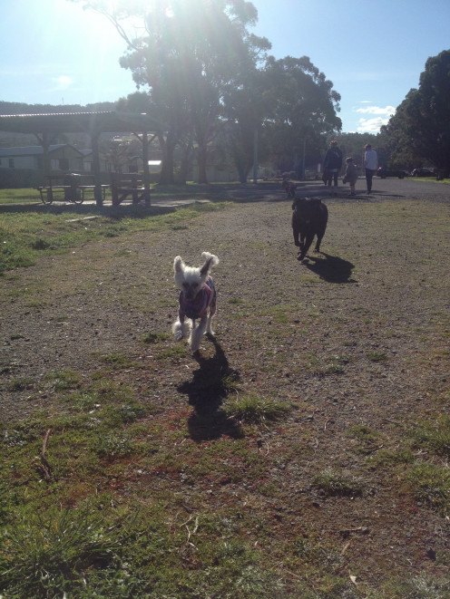 Jinkx and Sasha at Cornelian Bay Dog Walking area