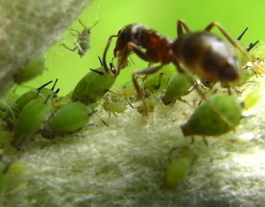 Ant farming Aphids