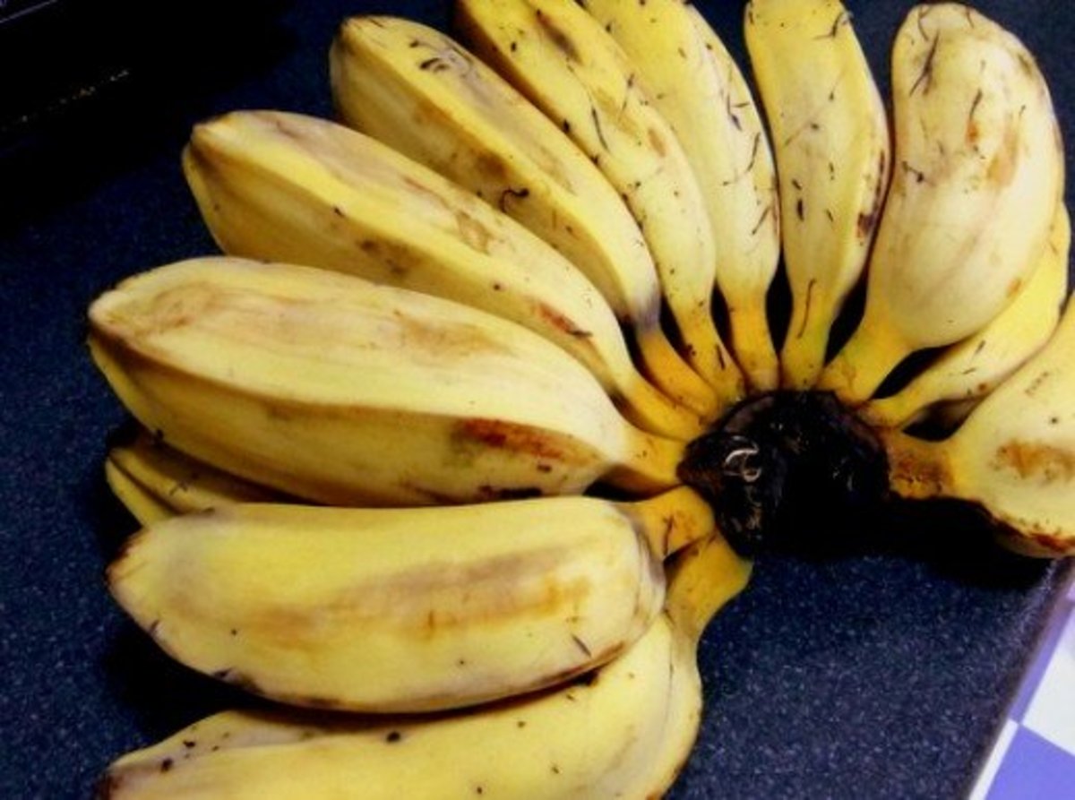 Which Banana Varieties Are Suitable For Banana Fritters