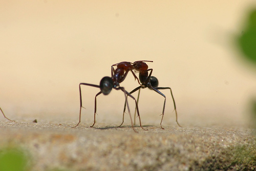 Ants touching
