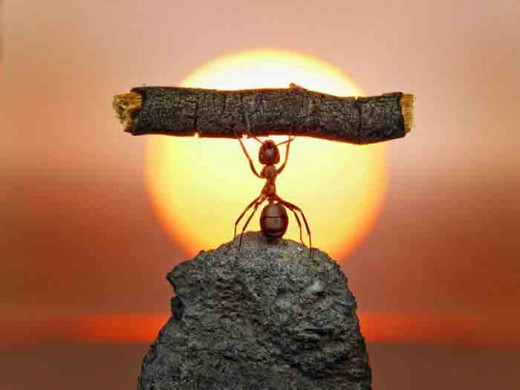 Strong ant