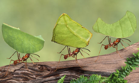 Amazing Ants