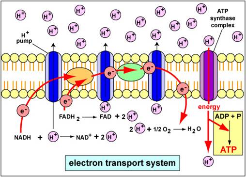 Oxidative phosphorylation and the electron transport chain