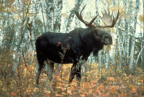The Blue Moose restaurant in East Grand Forks MN is named after the moose in the area (not blue, though).