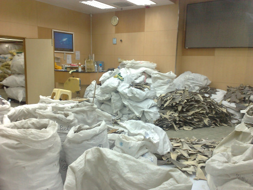 A room full of shark fins, the rest of the shark was wasted to fuel this industry.
