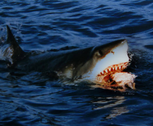 A Great White Shark Hunting.