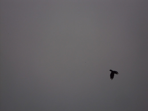 The lone Bird flying