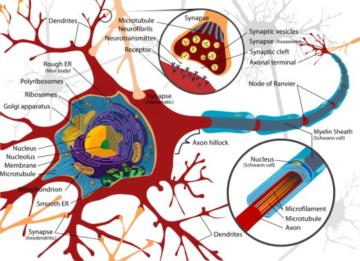 Complete neuron cell diagram. Neurons (also known as neurones and nerve cells) are electrically excitable cells in the nervous system that process and transmit information.