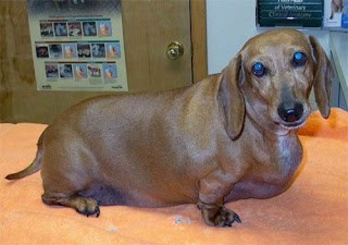 How to Prevent Back Problems in Dachshunds PetHelpful