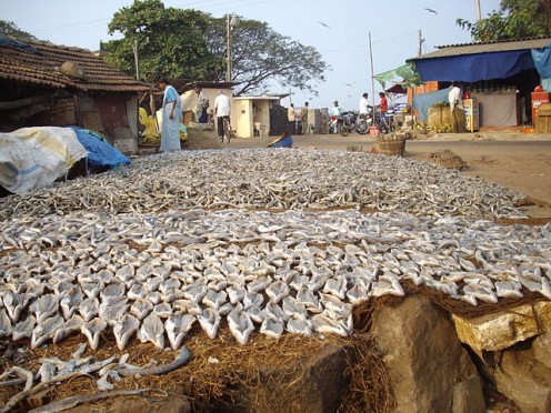 Food Preservation: Drying, Salting, or Freezing Fish Food Preservation: Drying, Salting, or Freezing Fish