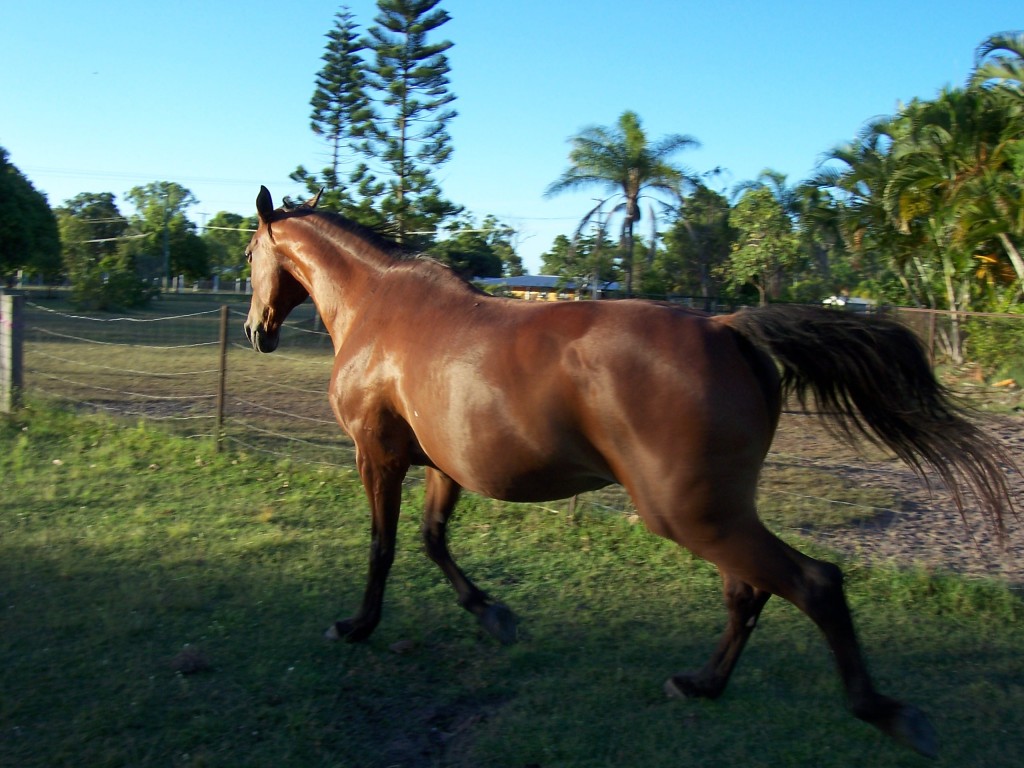 Horse Breeds and Temperaments PetHelpful
