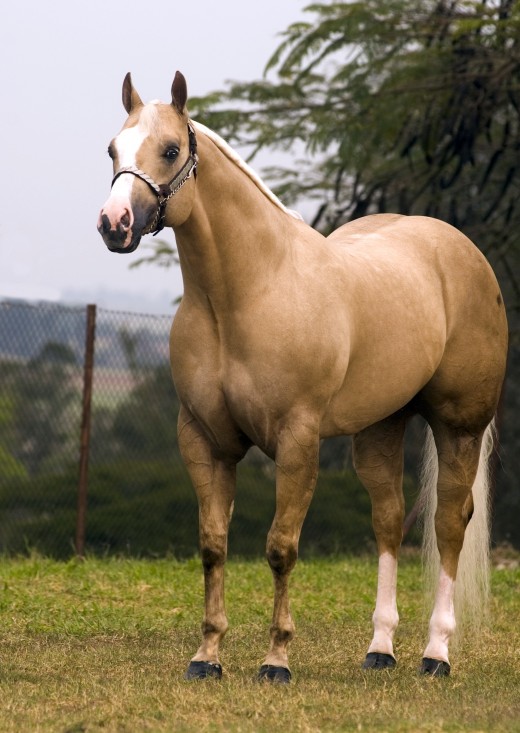 Horse Breeds and Temperaments PetHelpful