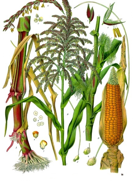 The very old and modified maize plant, Zea mays.