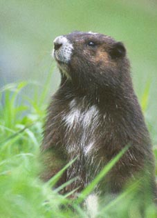 The Vancouver Island Marmot