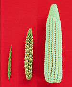 Comparison between maize (right) and teosinte (left) ears with an ear of  a teosinte-maize hybrid (middle).