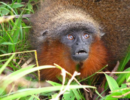  The rare Amazon-red-monkey