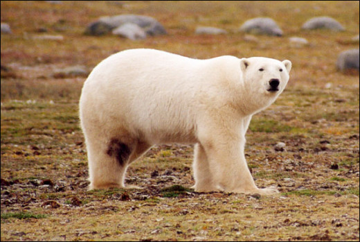 Polar bears are the largest carnivores of Ontario.