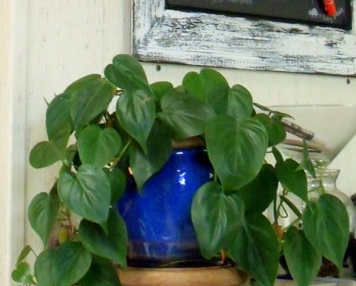 Heart-Leaf Philodendron 