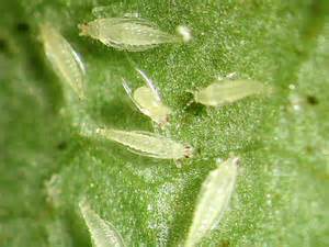 white - opaque thrips