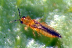 orange and purple colored thrips