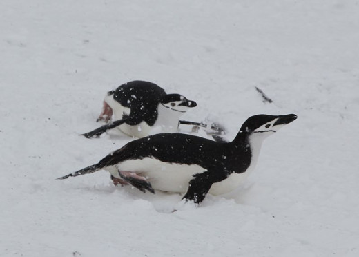 Two Tobogganing Penguins