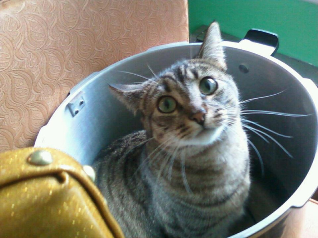 Making Your Own Canned Cat Food HubPages