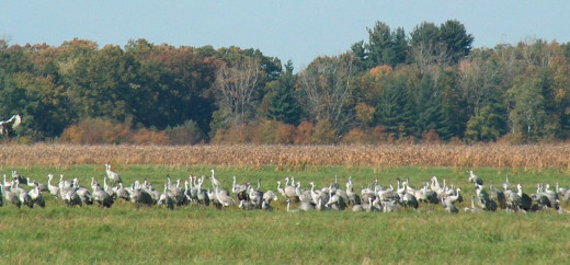Cranes on the ground at Jasper-Pulaski