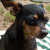 Ziggy our Chihuahua is surprisingly good on the farm and loves hanging out with the chickens. Ziggy our Chihuahua is surprisingly good on the farm and loves hanging out with the chickens.