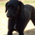 Sadie, a Labrador/border collie mix, works well on our farm. Sadie, a Labrador/border collie mix, works well on our farm.
