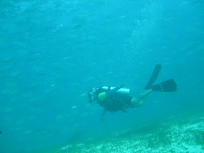 Fly under the sea