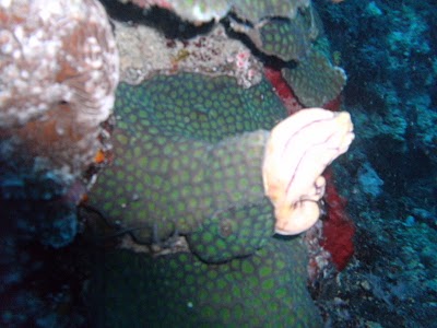 a coral in prayer