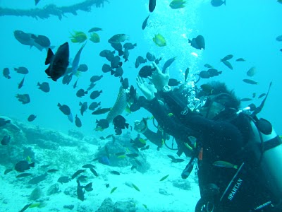 fish feeding